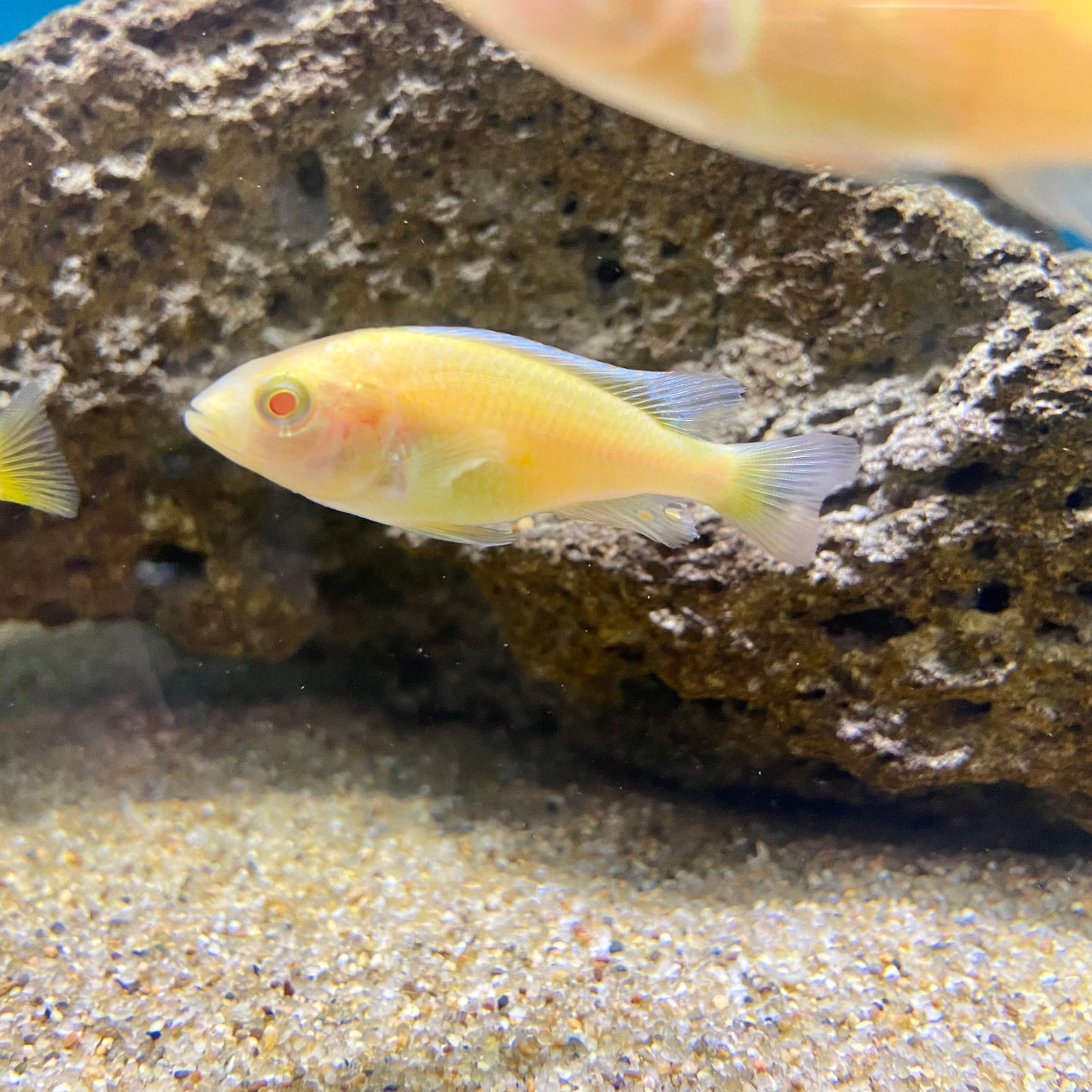 Haplochromis Sp 'Albino Flameback' small