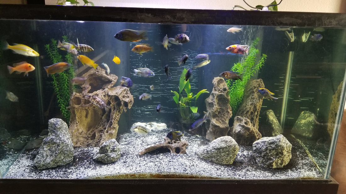 New 90 gallon tank  Cichlid Fish Forum