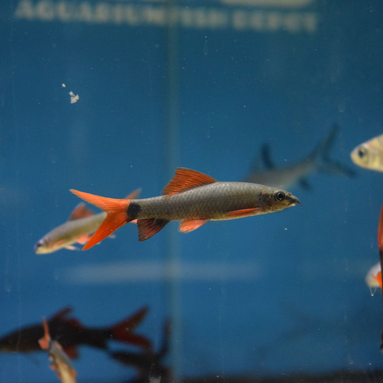 Assorted Species