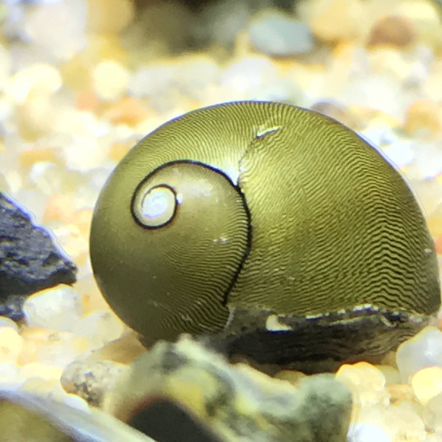Snails (Mollusks)