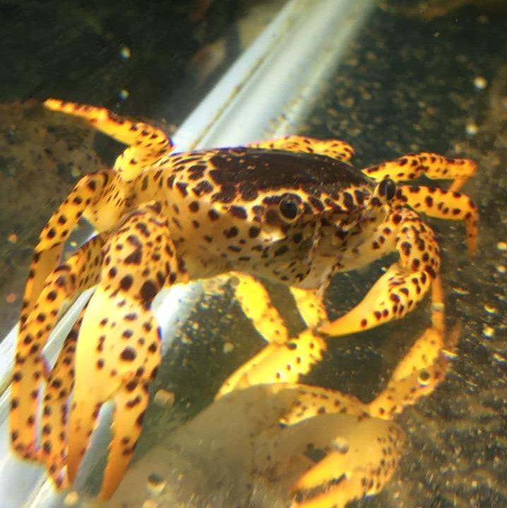 Crustaceans (Shrimp & Crabs)
