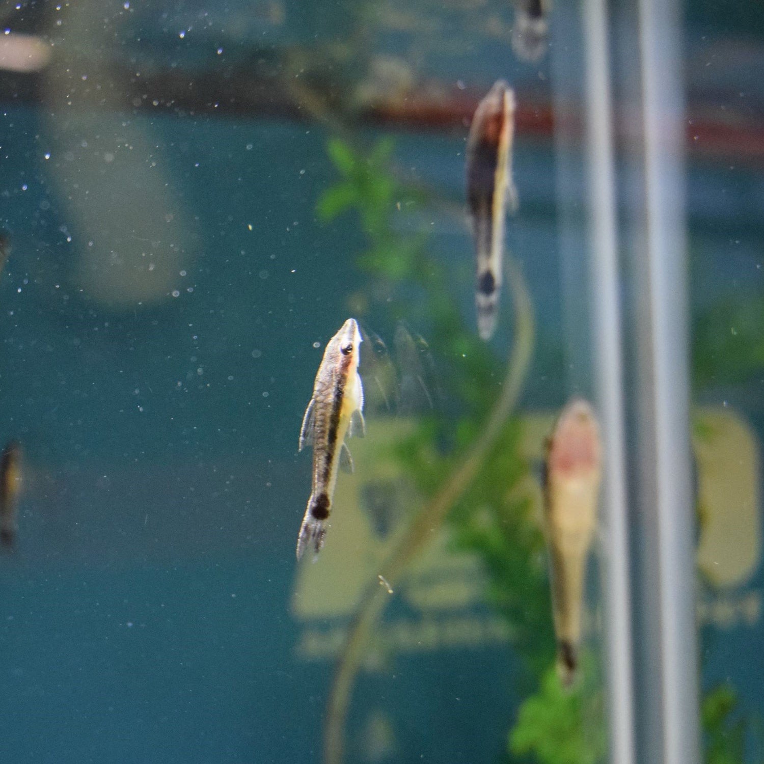 Nano Fish