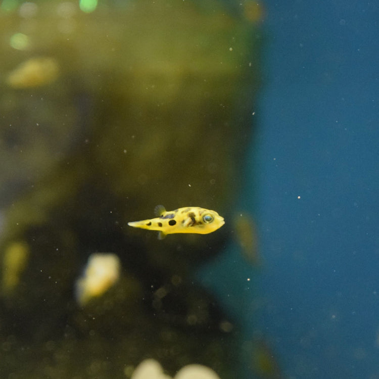 Puffer Fish
