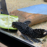 Plecos | Aquarium Fish Depot | Order Fish Online