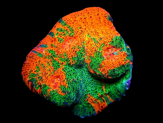 WYSIWYG Aussi Ultra Chalice Coral - 094