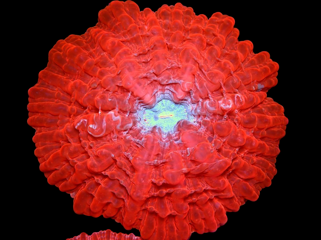 Acanthophyllia/Cynarias Coral