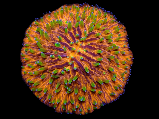 WYSIWYG Rainbow Plate Coral - 2358