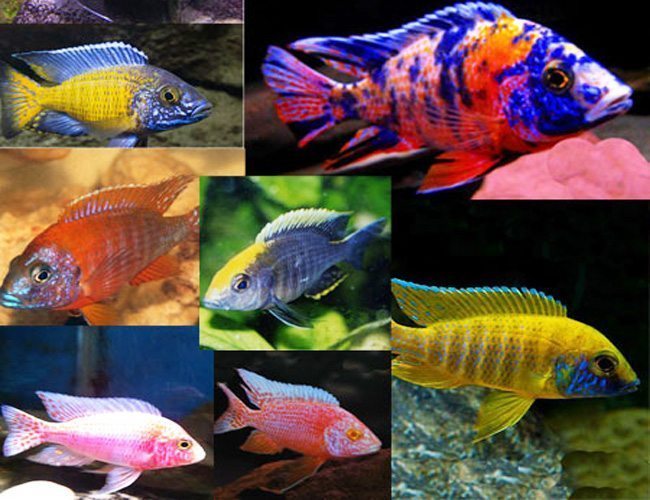 Assorted Show Male Peacock 4 inches and up.