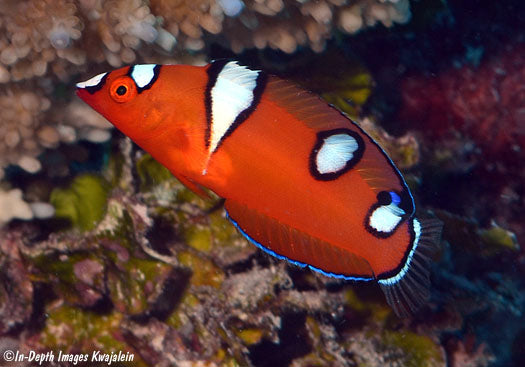 Queen Coris Wrasse - Coris Formosa