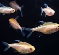 Albino Black Neon Tetra