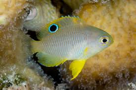 Ambon Damselfish - POMACENTRUS AMBOENENSIS