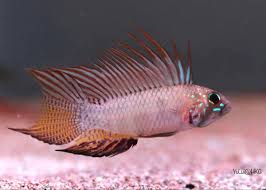 Apistograma piaroa - Apistogramma sp.