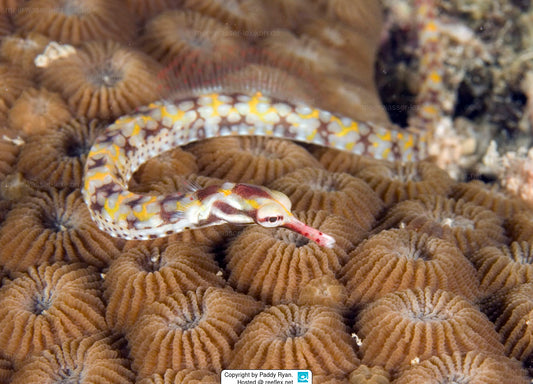 Dragon Face Banded Pipefish