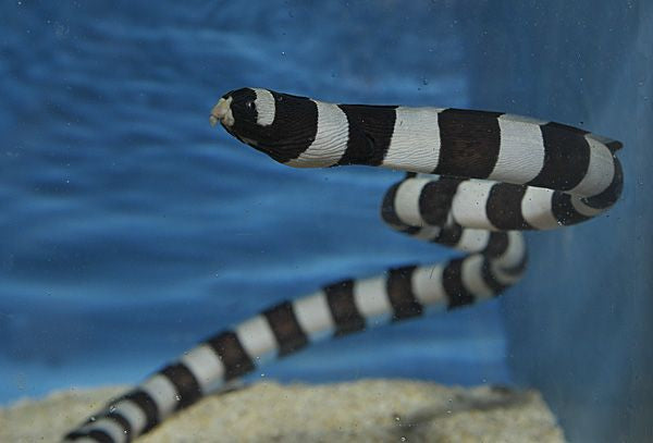 Banded Snake Eel - MYRICHTHYS COLUMBRINUS 12"