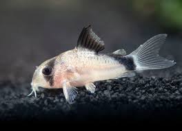 CW106 Bandit Cory Catfish - Corydoras metae 1.5"