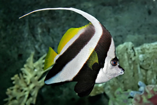 Bannerfish - HENIOCHUS ACUMINATUS