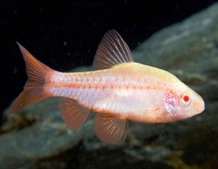 Albino Cherry Barb