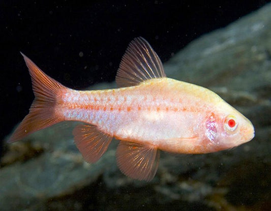 Albino Cherry Barb