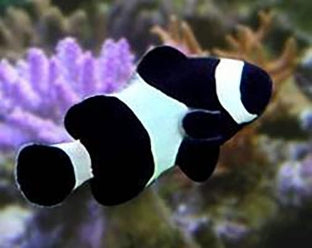 Black Percula Clownfish