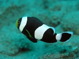 Black Saddleback Clownfish - Amphiprion polymnus