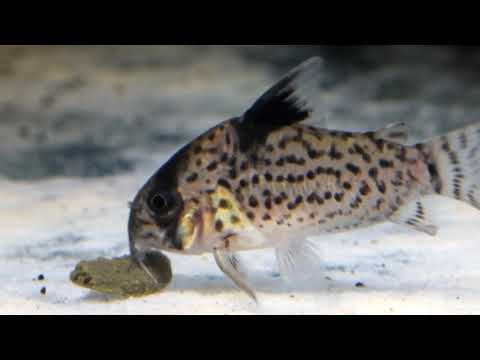 Black fin cory - Corydoras leucomelas - 1.5"