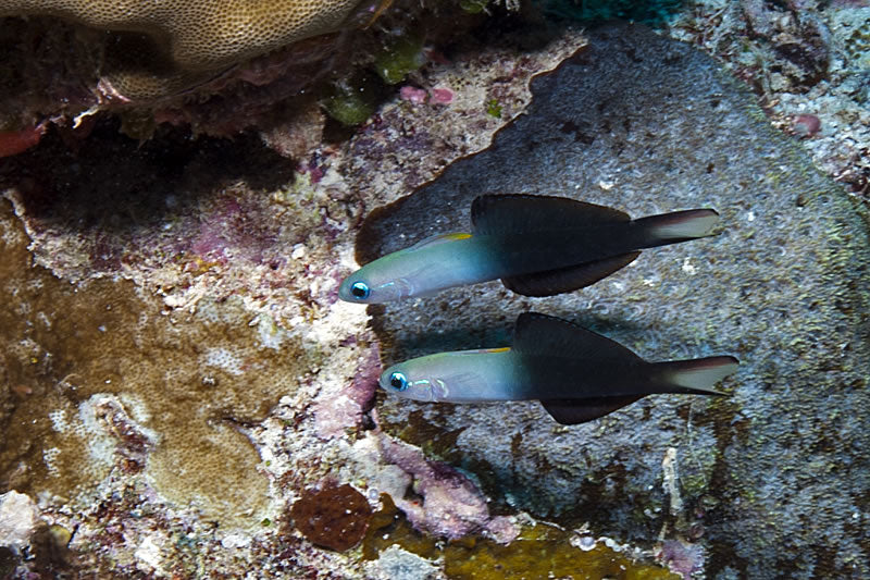 Blackfin Dartfish - Pteroleothis evides