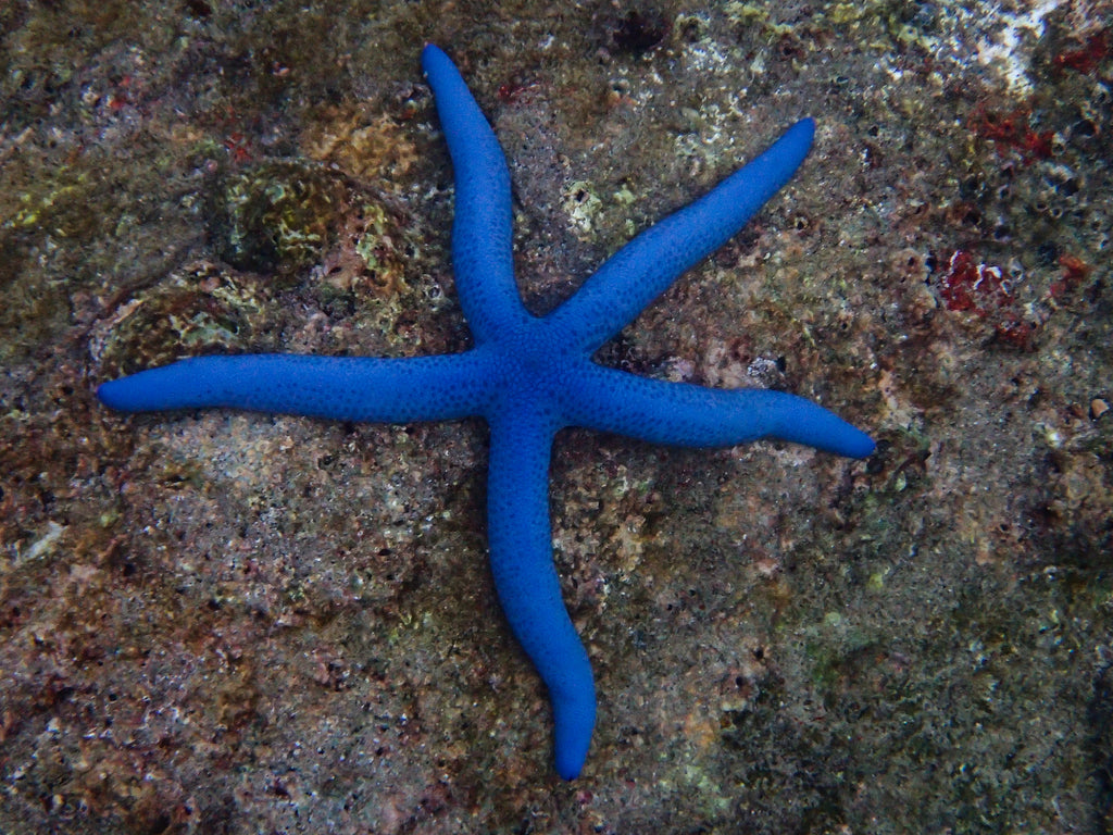 Blue Linkia Starfish (LINCKIA LAVIGATA)