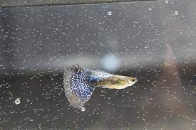 Blue Platinum Mosaic Guppy Male