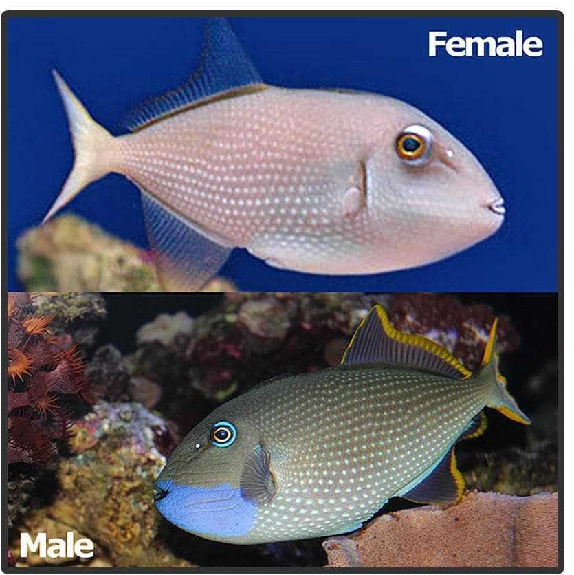 Blue Throat/Jaw Triggerfish - Male medium - Xanthichthys Auromarginatus