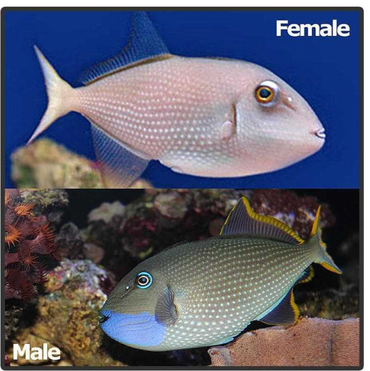 Blue Throat/Jaw Triggerfish - Male medium - Xanthichthys Auromarginatus