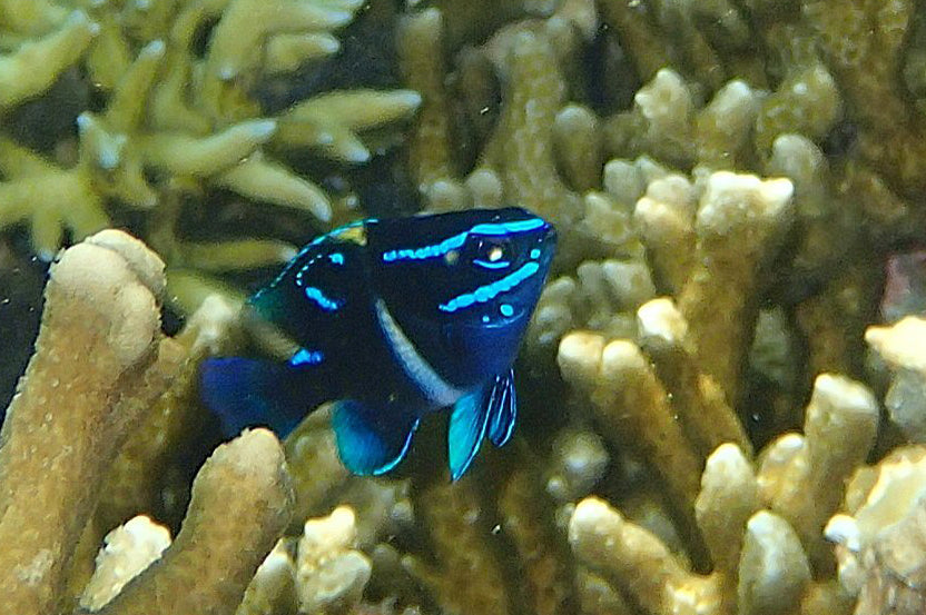 Blue Velvet Damselfish (Paraglyphidodon oxyodon)