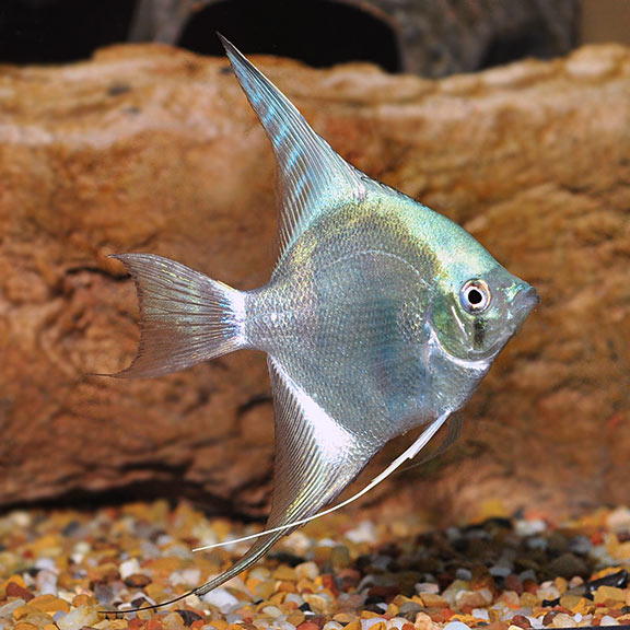 Platinum Blue Angelfish