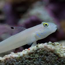 Blue Dot Sleeper Goby - VALENCIENNA SEXGUTATA