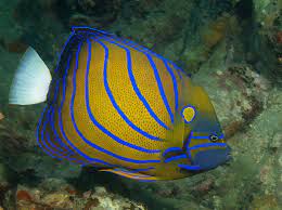 Blue Ring Angelfish (POMACANTHU ANULARIS)