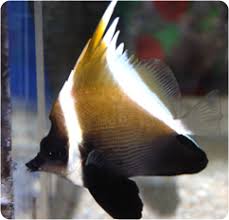 Brown Banner fish - Heniochus varius – Aquarium Fish Depot