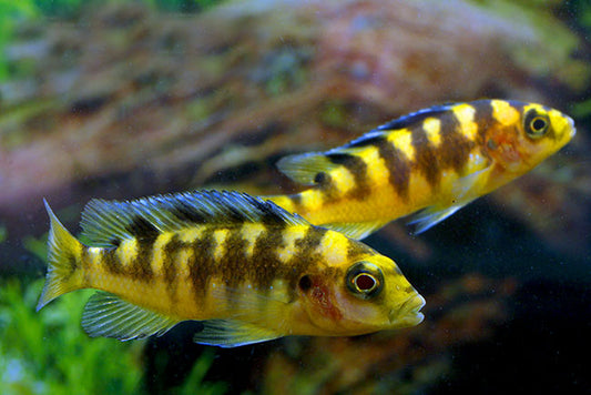 Bumblebee Cichlid - Pseudotropheus crabro