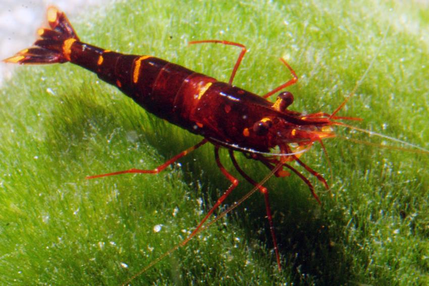 Sulawesi Three Spot Red Bee Shrimp