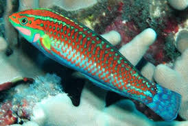 Christmas Wrasse (Halichoeres claudia)