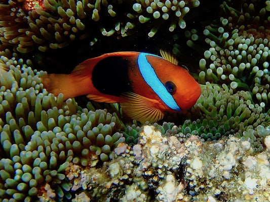 Cinnamon Clownfish - Amphiprion melanopus