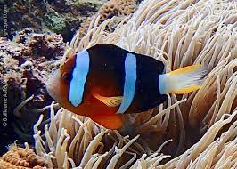 Clarkii Clownfish (AMPHIPRION CLARCKI)