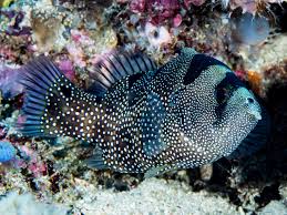 Clown Grouper (Pogonoperca punctata)