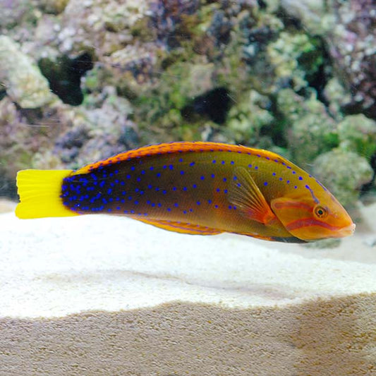 African Clown Wrasse (Adult)