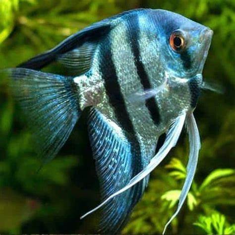 Colbalt Blue Zebra Angelfish