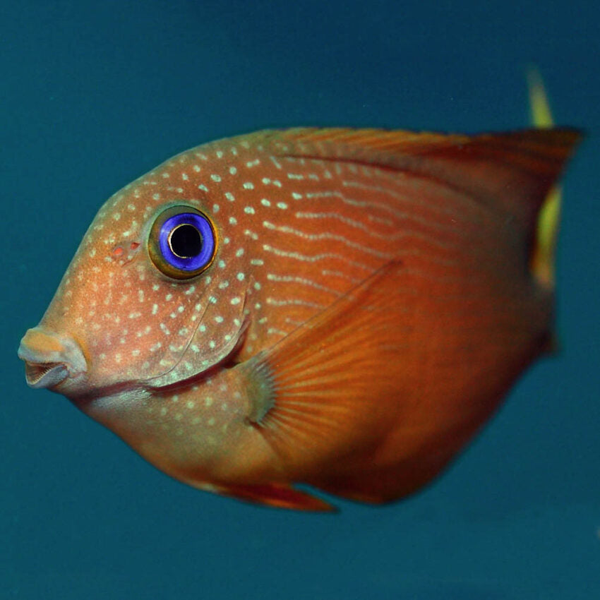 Blue Eye Tang - Africa (Ctenochaetus binotatus)