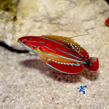 Diamond-Tail Flasher Wrasse - Paracheilinus attenuatus - Medium