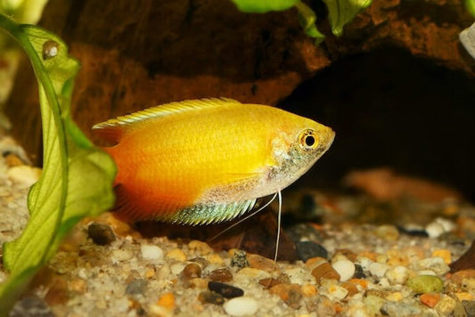 Dwarf Honey Sunset Gourami