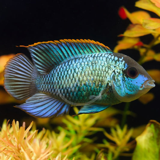 Electric Blue Acara