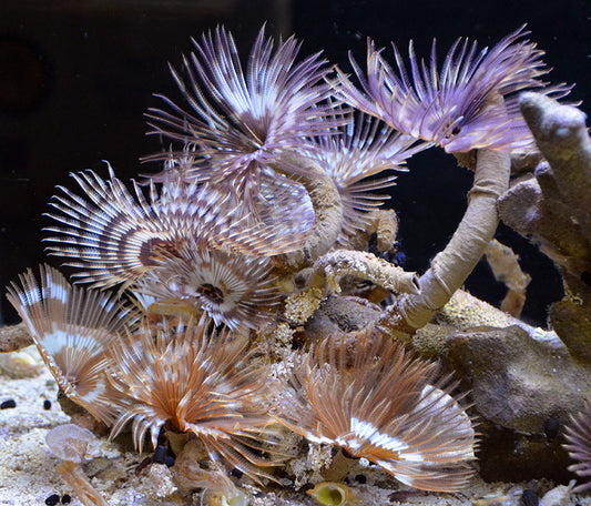 Assorted Feather Duster Worm