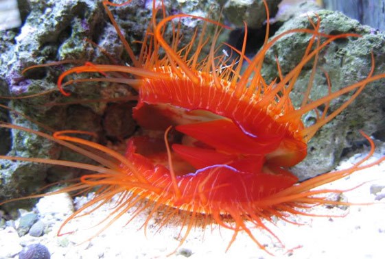 Flame Scallop