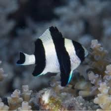 Four Stripe Damselfish (Dascyllus melanurus)